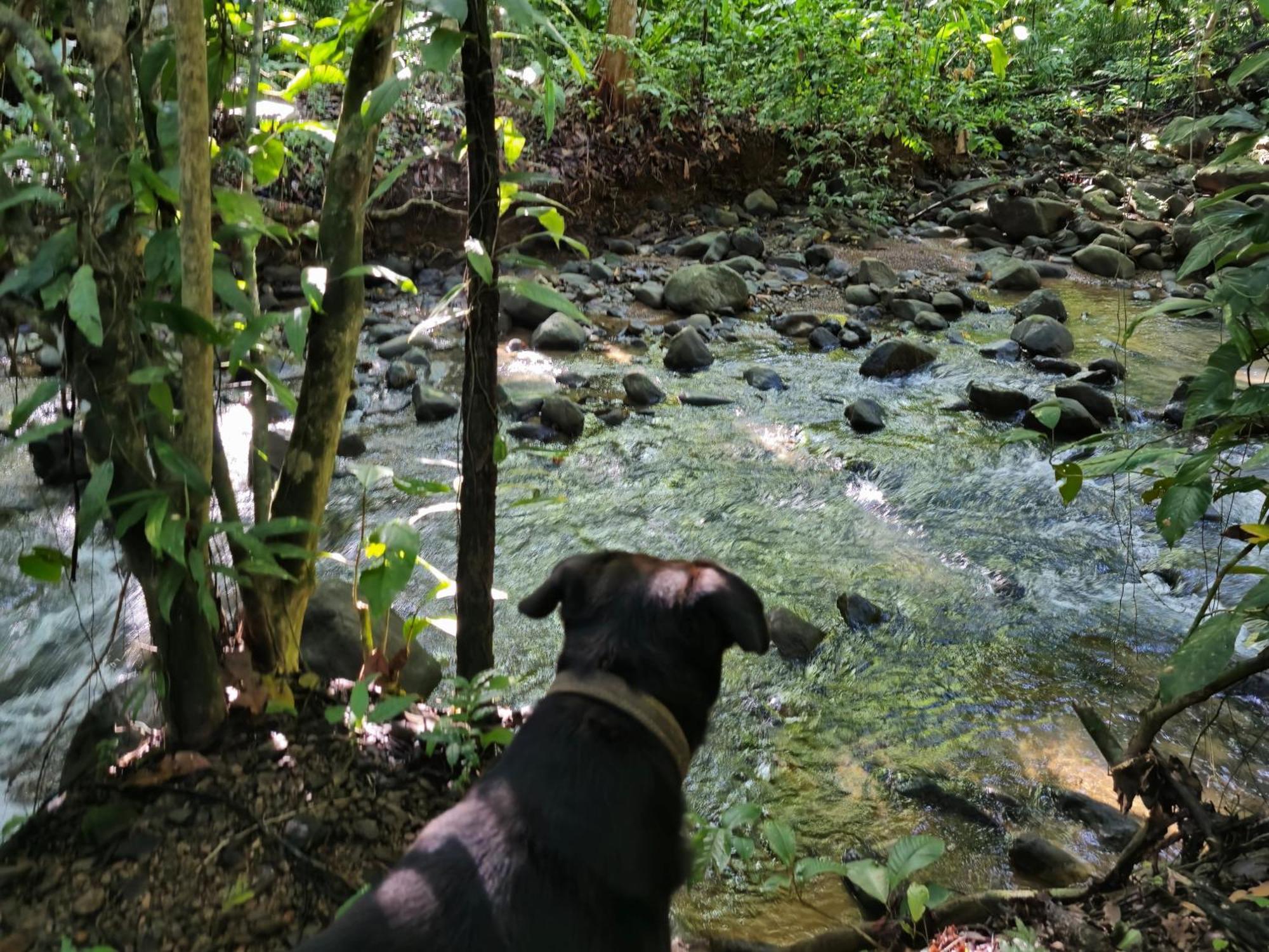 Cool Waters Jungle Villas Uvita Esterno foto
