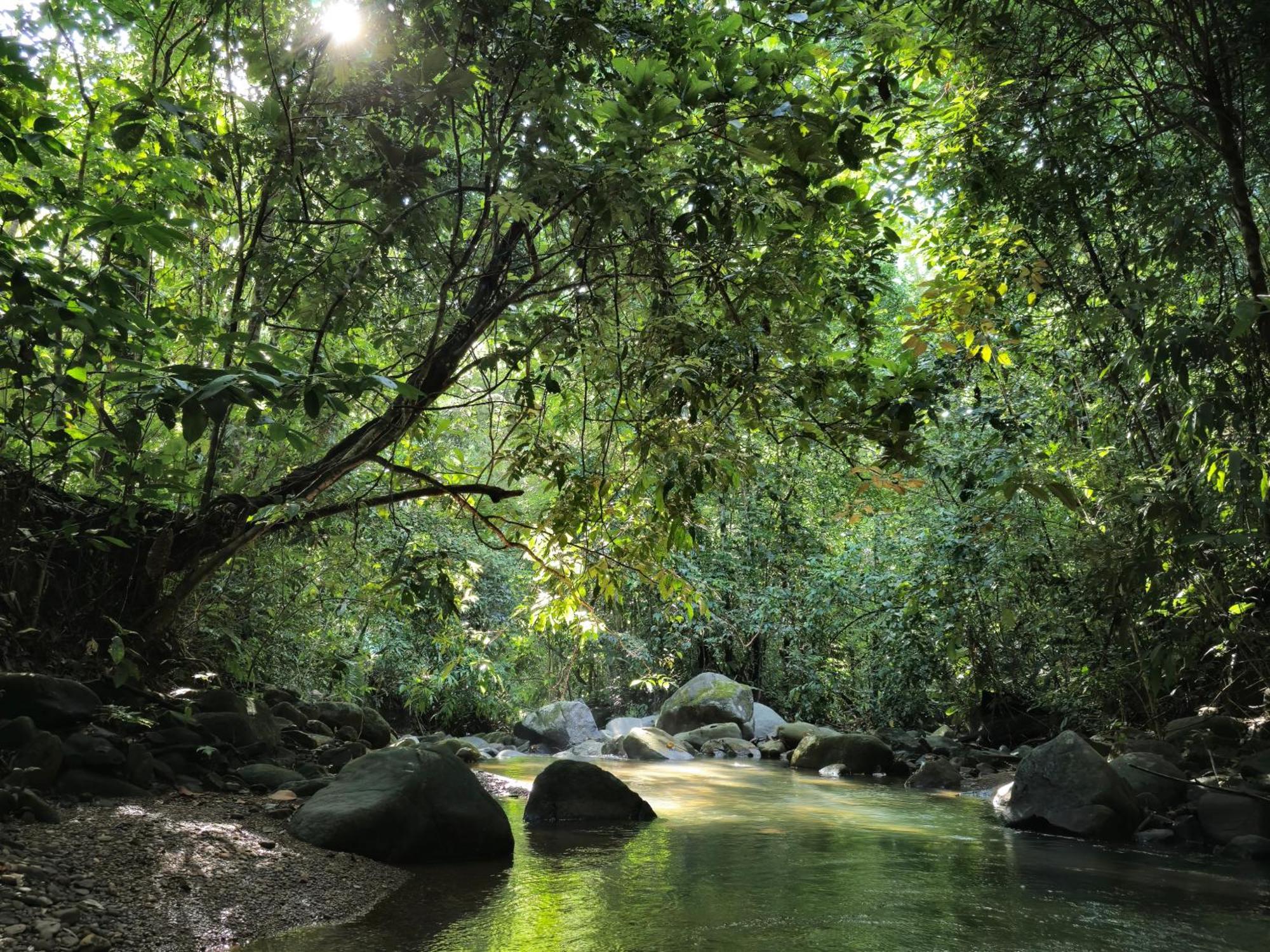Cool Waters Jungle Villas Uvita Esterno foto